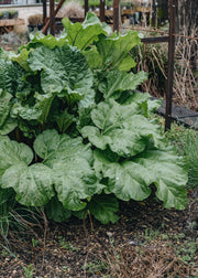 Rhubarb Rheum Timperley Early AGM