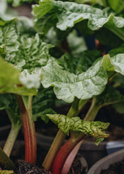 Rhubarb Rheum Timperley Early AGM