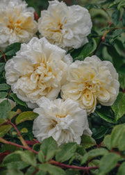 David Austin Roses David Austin Alberic Barbier Rose