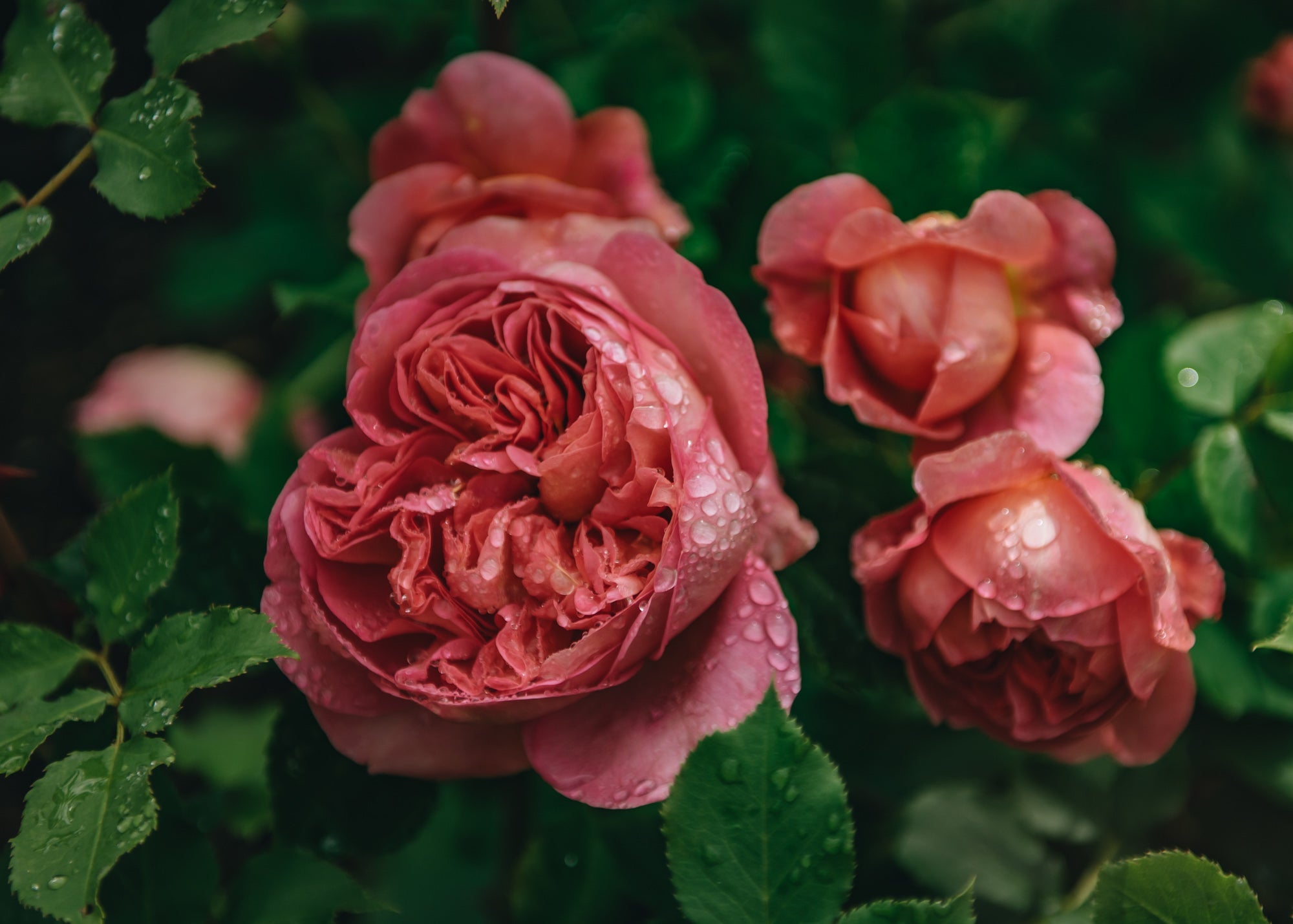 David Austin Rosa Boscobel Burford Garden Co.