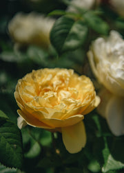 David Austin Roses David Austin Charles Darwin Rose