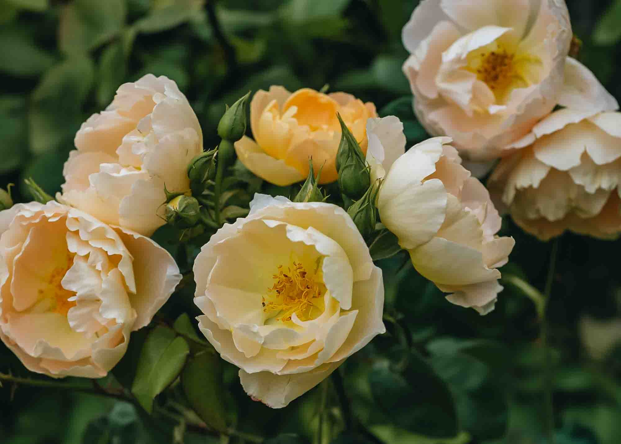 David Austin Rosa Comte de Champagne | Shrub Rose | Burford Garden Co.