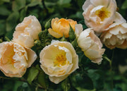 David Austin Roses Rosa Comte de Champagne