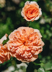 David Austin Roses David Austin Dame Judi Dench Rose