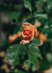 David Austin Roses David Austin Dame Judi Dench Rose