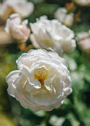 David Austin Roses David Austin Desdemona Rose