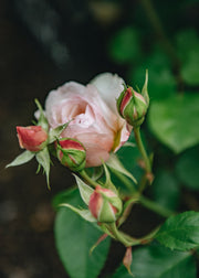 David Austin Roses Emily Bronte Rose