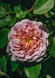 David Austin Roses David Austin Rosa Eustacia Vye