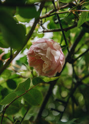 David Austin The Generous Gardener Rose