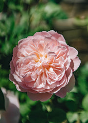 David Austin Roses David Austin Gentle Hermione Rose