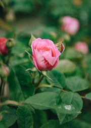 David Austin Roses Rosa Gertrude Jekyll® AGM