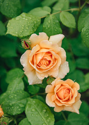 David Austin Roses David Austin Grace Rose