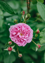 David Austin Roses David Austin Harlow Carr Rose