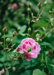 David Austin Roses David Austin Harlow Carr Rose