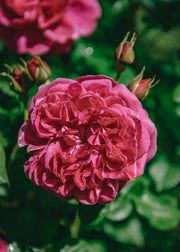 David Austin Roses Rosa James L Austin