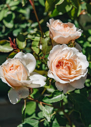David Austin Roses David Austin Lichfield Angel Rose