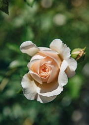 David Austin Roses David Austin Rosa Lichfield Angel