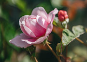 David Austin Roses Mary Delany Rose