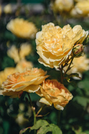 David Austin Roses Molineux Rose