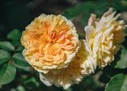 David Austin Roses David Austin Molineux Rose