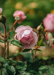 David Austin Roses David Austin Olivia Austin Rose