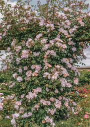 David Austin Roses David Austin Open Arms Rose