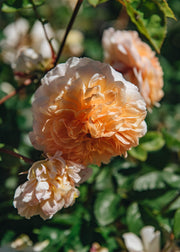 David Austin Roses Rosa Port Sunlight