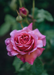 David Austin Roses Rosa Princess Alexandra of Kent