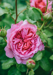 David Austin Roses Rosa Princess Alexandra of Kent