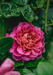 David Austin Roses Princess Anne Rose