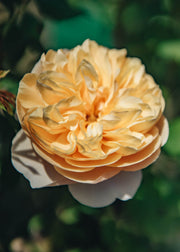 David Austin Roses David Austin Roald Dahl Rose