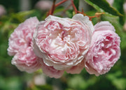 David Austin Roses Rosa Silas Marner