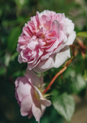 David Austin Roses Rosa Silas Marner
