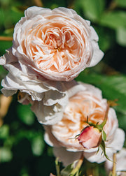 David Austin Roses Rosa The Albrighton Rambler