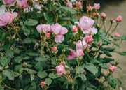 David Austin Roses Rosa The Ancient Mariner