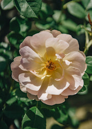 David Austin Roses David Austin The Lark Ascending Rose
