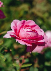 David Austin Roses Rosa The Mayflower