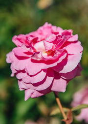 David Austin Roses Rosa The Mayflower