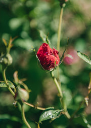 David Austin Roses Rosa Thomas A Becket®