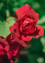 David Austin Roses Rosa Thomas A Becket®