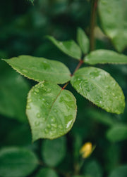 David Austin Roses David Austin Tottering-By-Gently