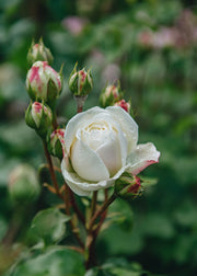 David Austin Roses Rosa Tranquility