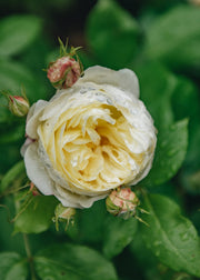 David Austin Roses David Austin Roses - Vanessa Bell