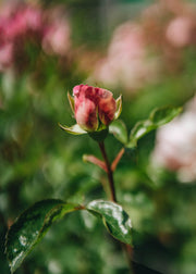 David Austin Roses David Austin Rosa Wildeve