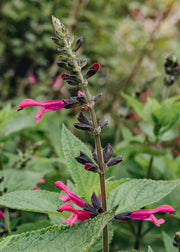 Salvia Salvia Amante