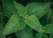 Salvia Salvia Amante