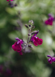 Salvia Salvia Amethyst Lips