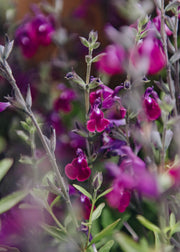 Salvia Salvia Amethyst Lips