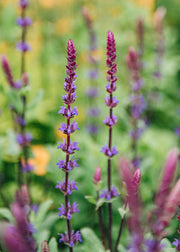 Salvia Salvia nemorosa Caradonna AGM