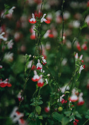 Salvia Salvia Hot Lips
